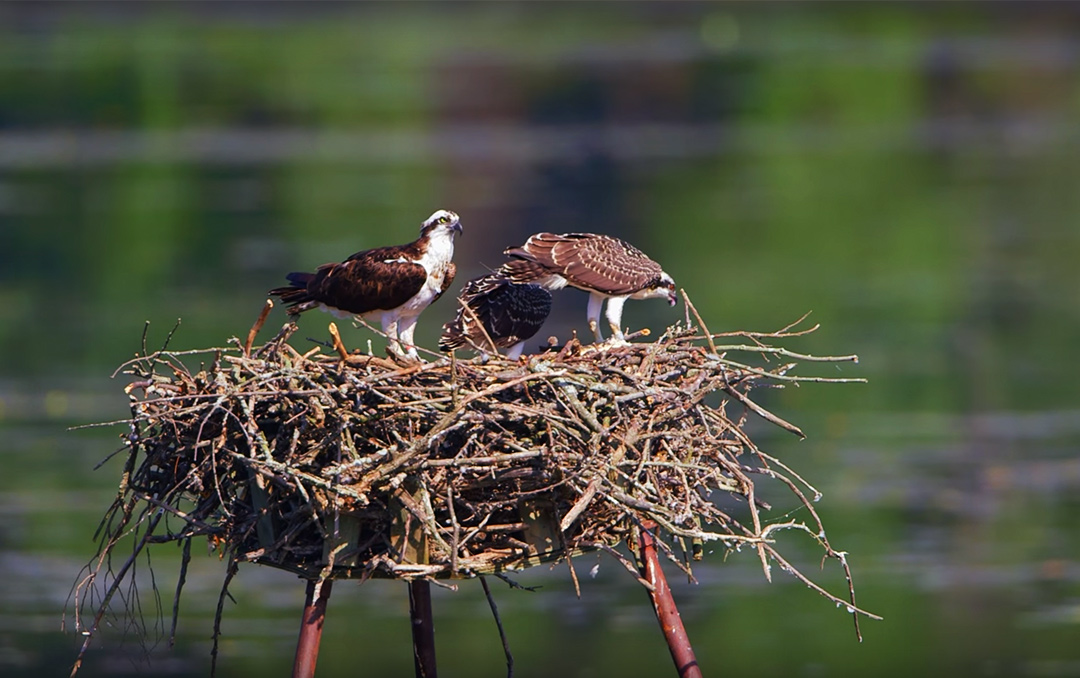 Birds Coming Back