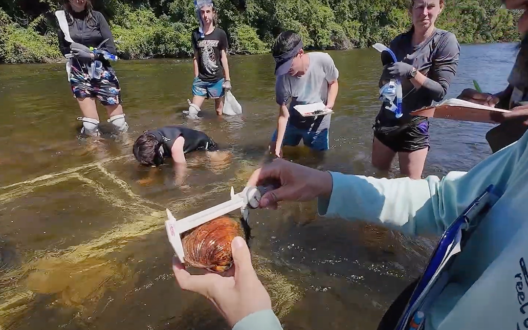 Searching for Mussels in the Huron